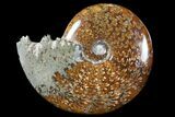 Polished, Agatized Ammonite (Cleoniceras) - Madagascar #94238-1